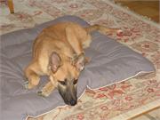 15) Duffy und sein Kissen 2